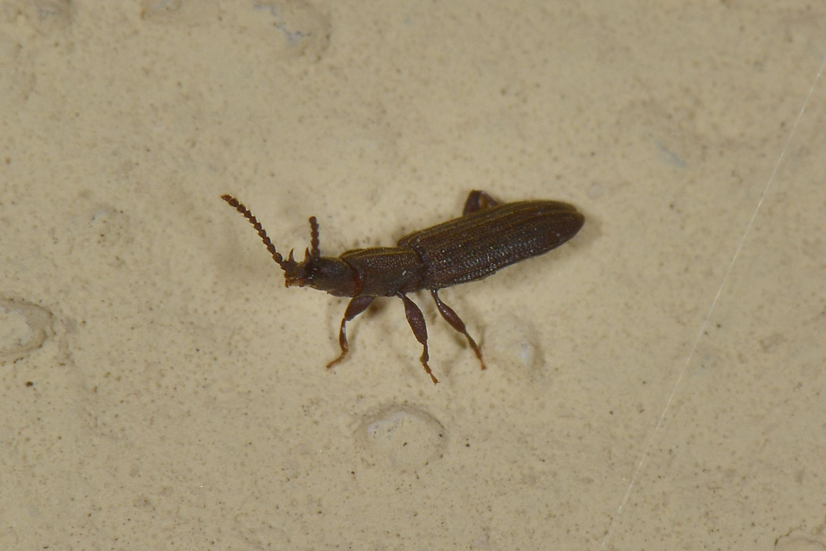Sylvanidae: maschio di Oryzaephilus surinamensis con le corna!